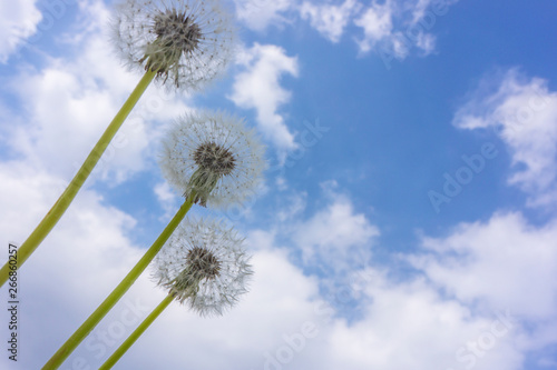 dandelion071