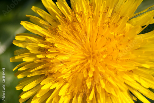 dandelion099