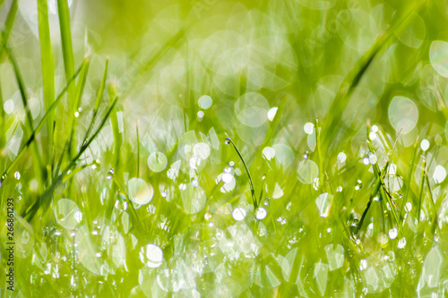 Morning Dew On Green Grass, Water Droplets Grass, Beautiful Green Spring Nature Background