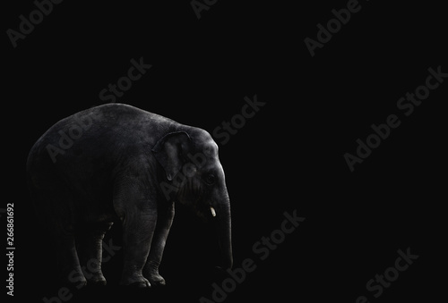 Elefant vor schwarzem Hintergrund