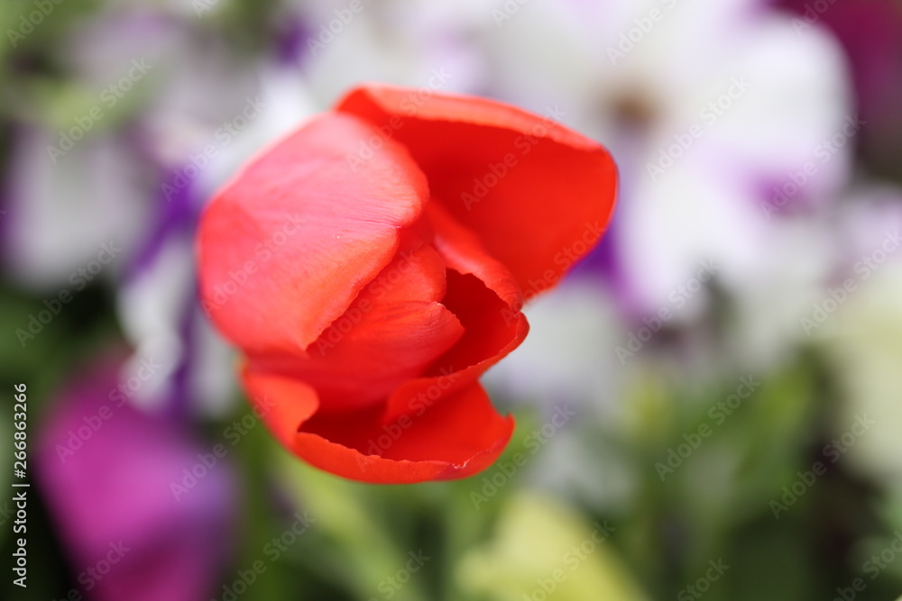 Red tulip flower with leafs in the garden.