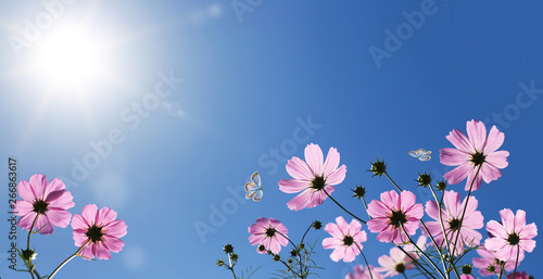 Fototapeta Naklejka Na Ścianę i Meble -  Cosmea flowers in front of blue sky with sun
