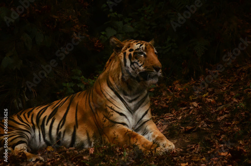 tiger in Darjeeling zoo