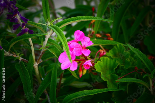 beautiful nature and flowers