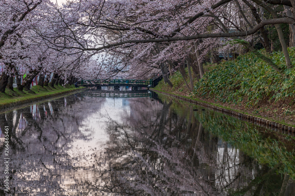 Cherry blossoms in Aomori Hirosaki castle ruins Cherry blossoms in Aomori Hirosaki castle ruins