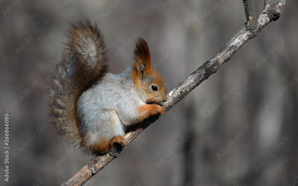 red squirrel on a tree red squirrel on a tree
