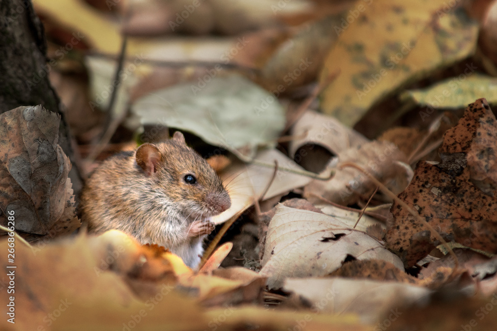 Brown mouse in yellow foliage Brown mouse in yellow foliage