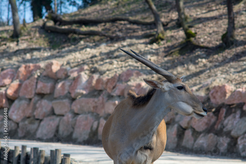 visiting the Zoo of Affi, near lake Garda, italian Zoo, nature and wildlife