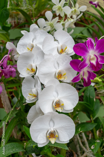 White color orchid flowers blooming in the Royal Botanical Garden Peradeniya  Kandy Sri Lanka