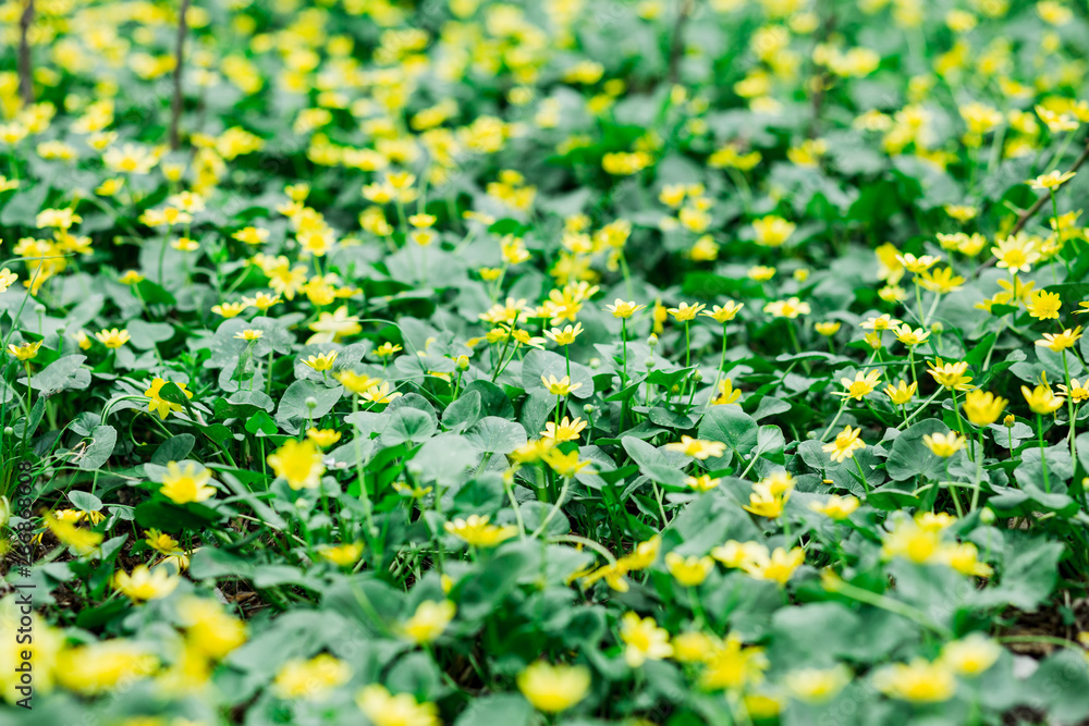 a green field with yellow wildflowers,spring flowers