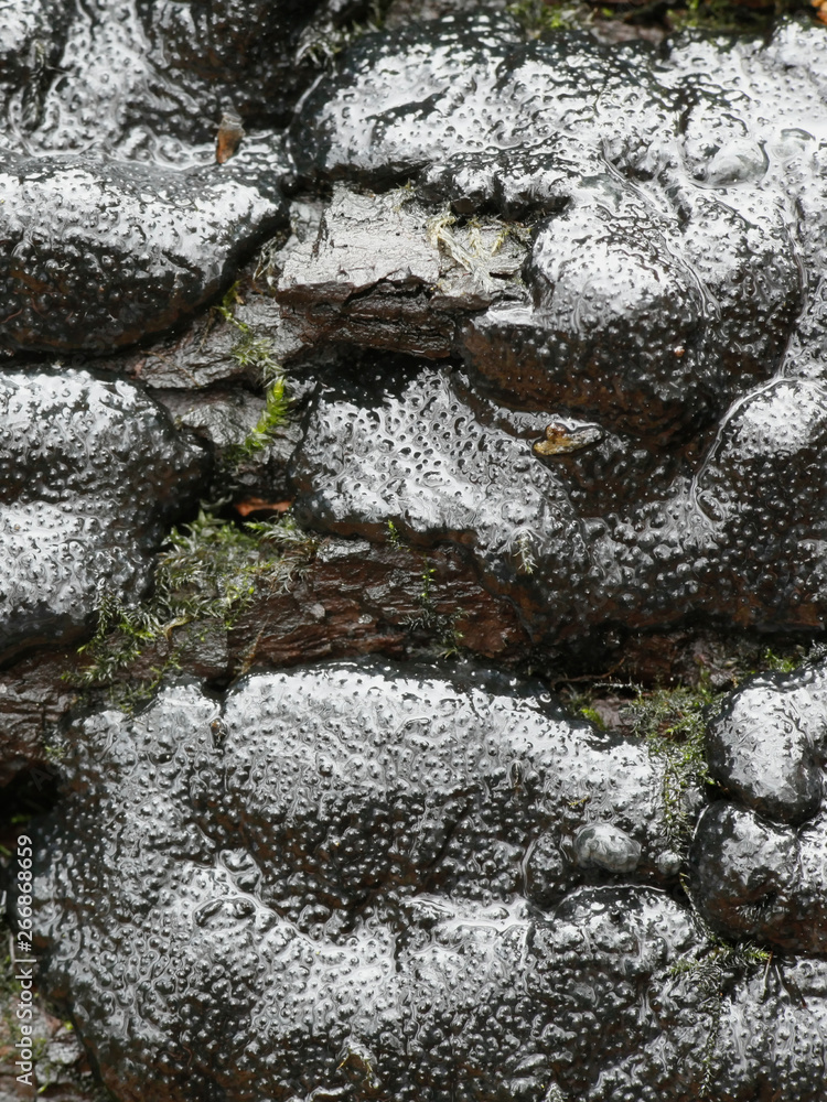Kretzschmaria deusta, known as brittle cinder fungus, a major pathogen