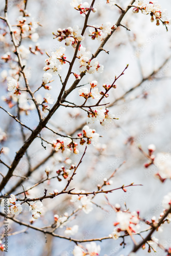 Beautiful flowering apricot tree in spring time Beautiful flowering apricot tree in spring time