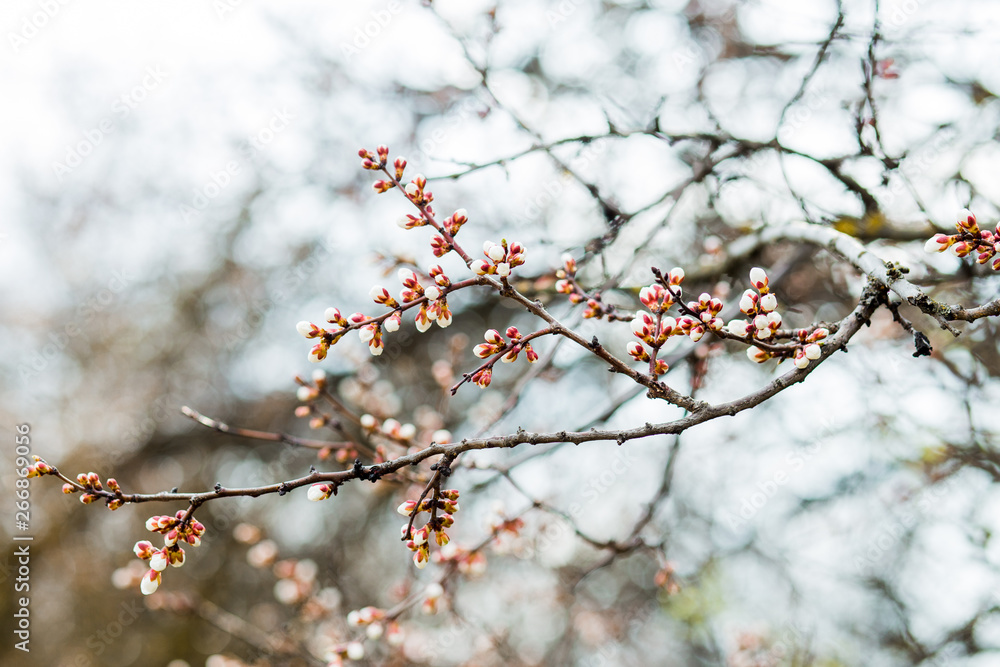 Beautiful flowering apricot tree in spring time Beautiful flowering apricot tree in spring time