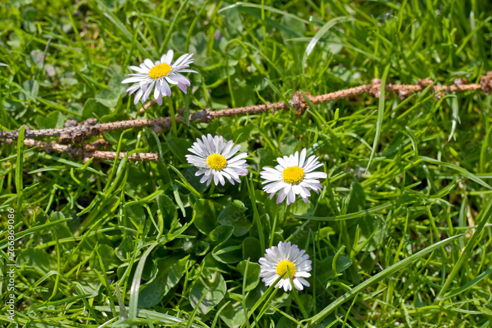 White daisies growth on green grass