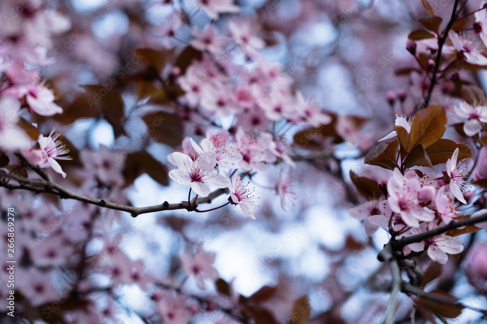 Fototapeta premium blooming cherry tree closeup. blurred background