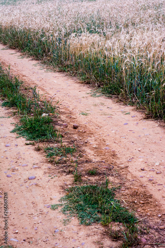 Dirty road in a wheat field