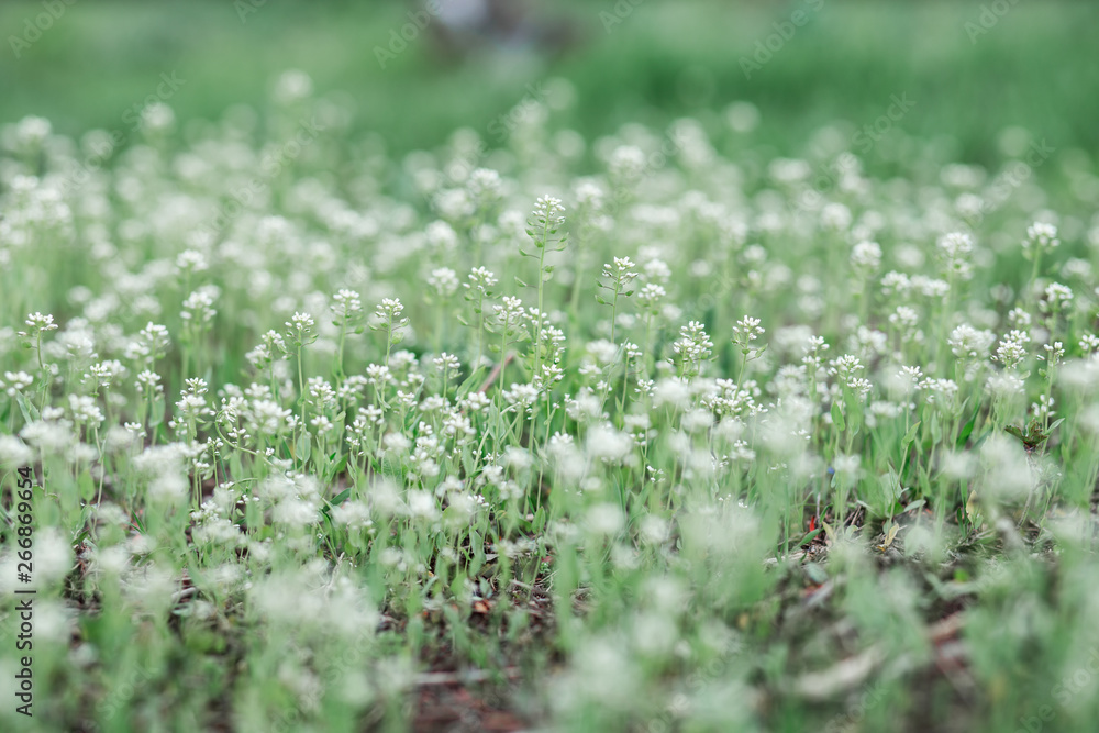 a green field with white wildflowers,spring flowers
