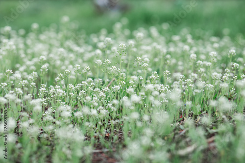 a green field with white wildflowers spring flowers