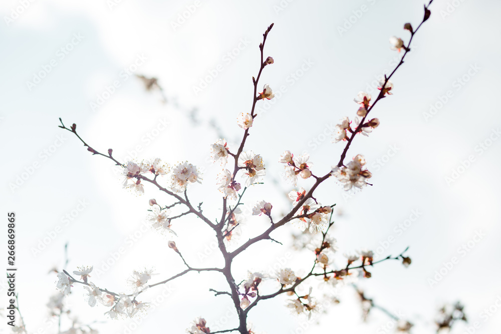 Beautiful flowering apricot tree in spring time Beautiful flowering apricot tree in spring time