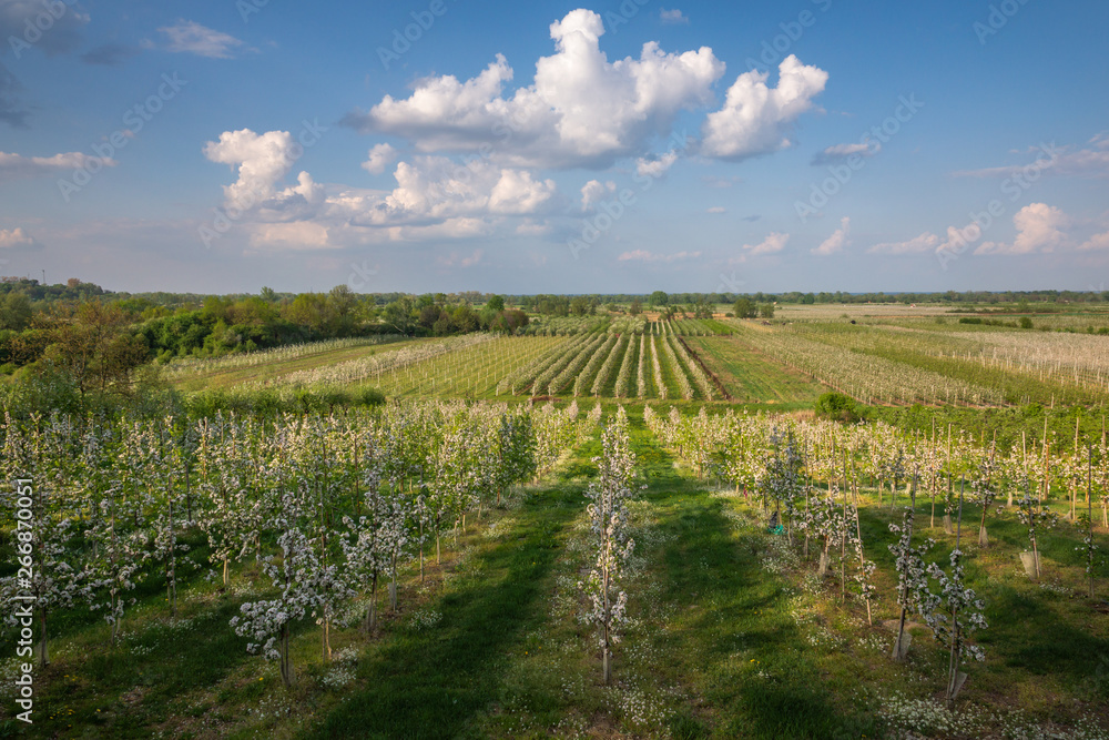 Blooming tree in spring orchard near Czersk, Poland