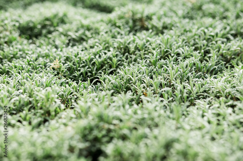 Fresh green grass close-up, green grass carpet