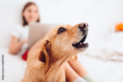 Dog lying on the bed and barking