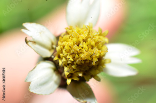 Yellow flowers with white speckled light yellow
