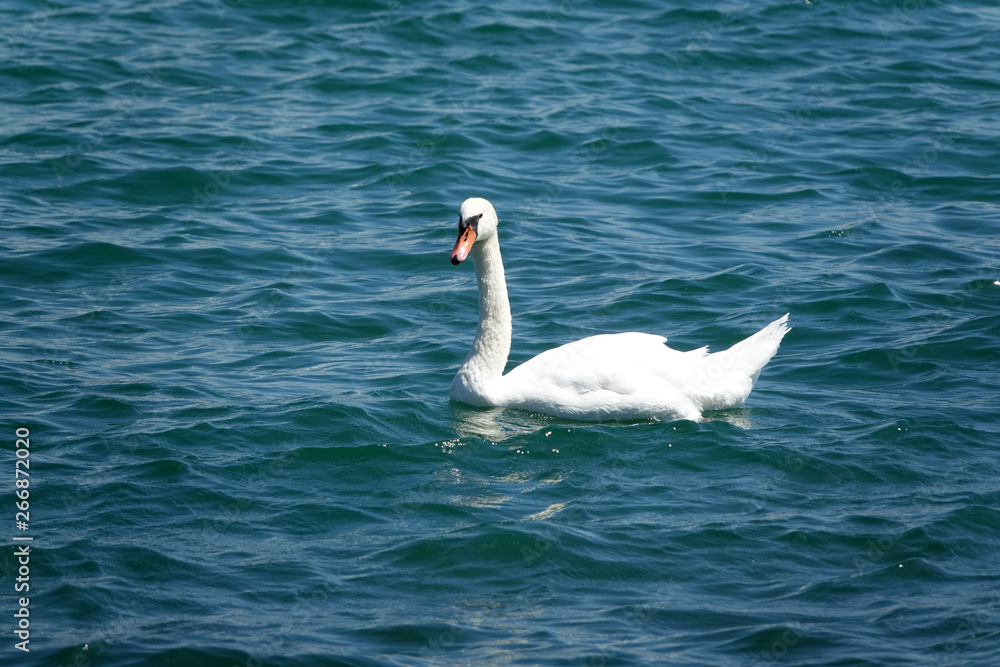 Schwan Schwan