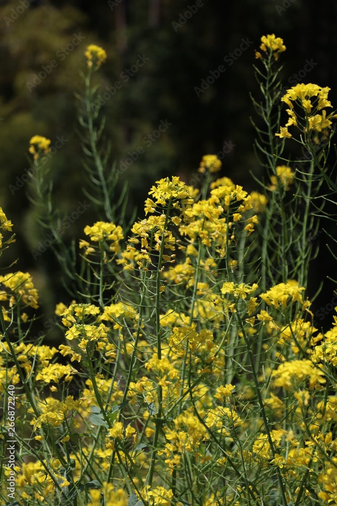 Obraz premium 菜の花