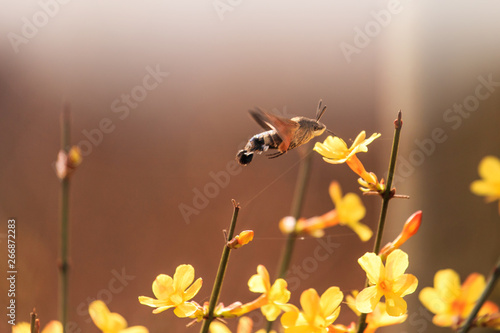 A hummingbird or moth that gathers honey © dong