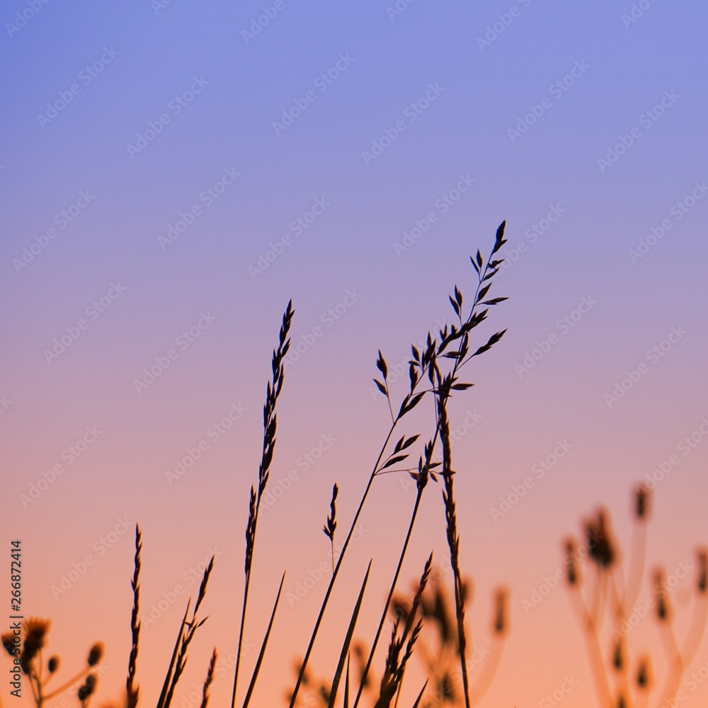 Obraz premium flower plant in the nature in summer, sunset and plants