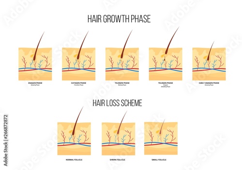 Scheme of human hair loss stages and growth phase flat style