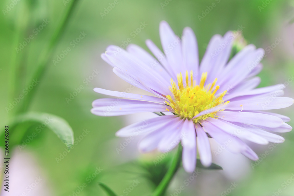 The park is full of all kinds of flowers in summer The park is full of all kinds of flowers in summer