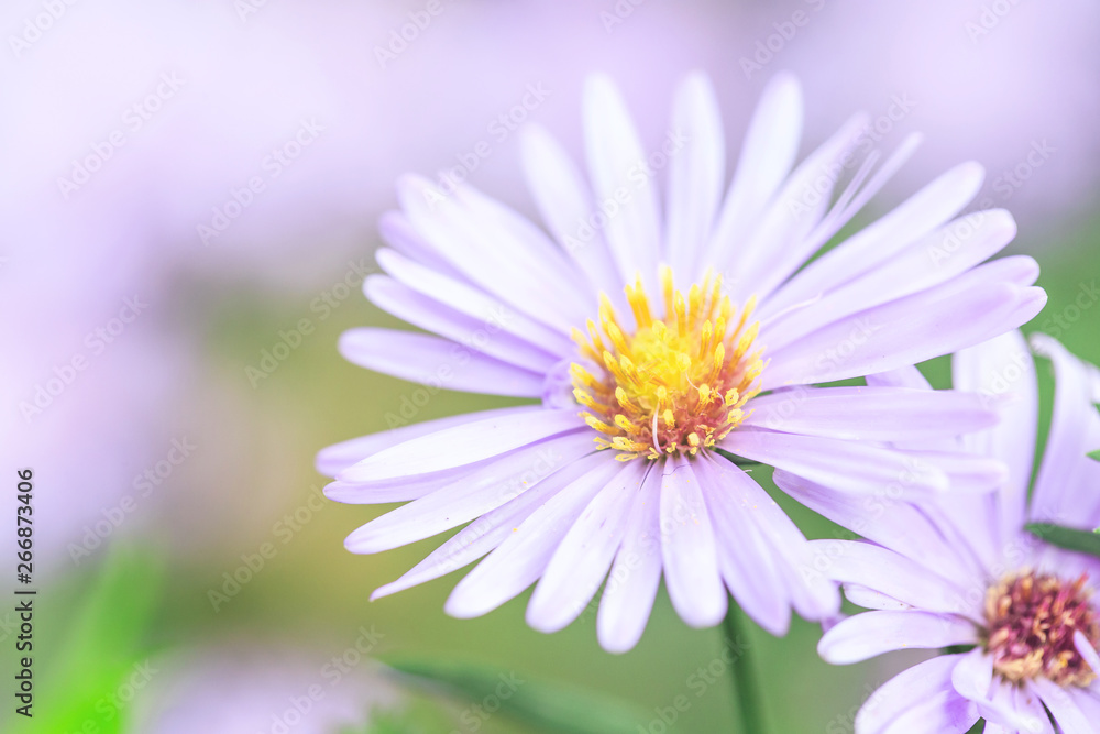 The park is full of all kinds of flowers in summer The park is full of all kinds of flowers in summer