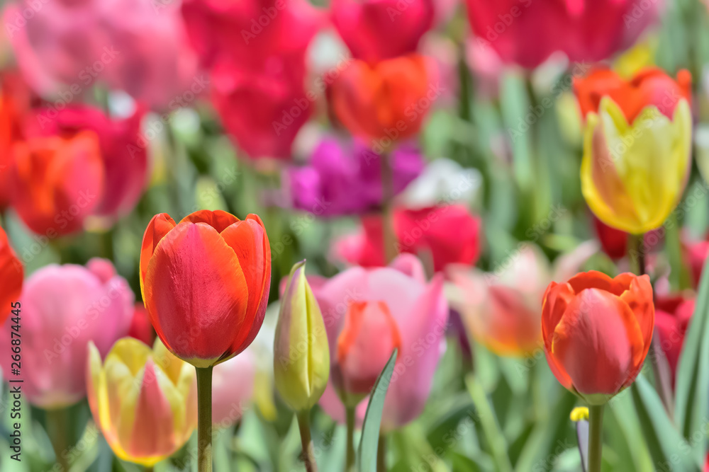Fototapeta premium 美しいチューリップの花