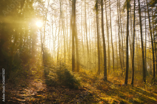 Sonnenschein mit Nebel im Wald