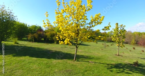  Aerial: Lonely maple with yellow leaves in a garden - 1 photo