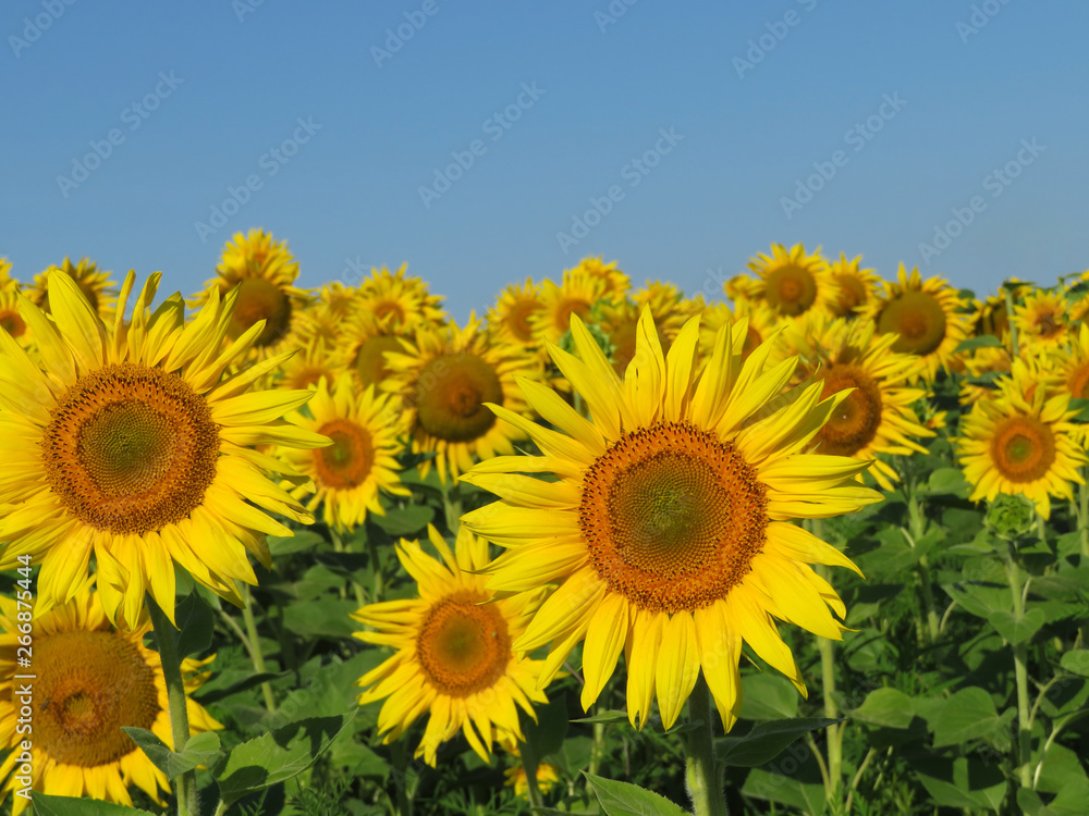 Sunflowers field and clear blue sky. Picturesque rural landscape in sunny day, concept for production of sunflower oil Sunflowers field and clear blue sky. Picturesque rural landscape in sunny day, concept for production of sunflower oil