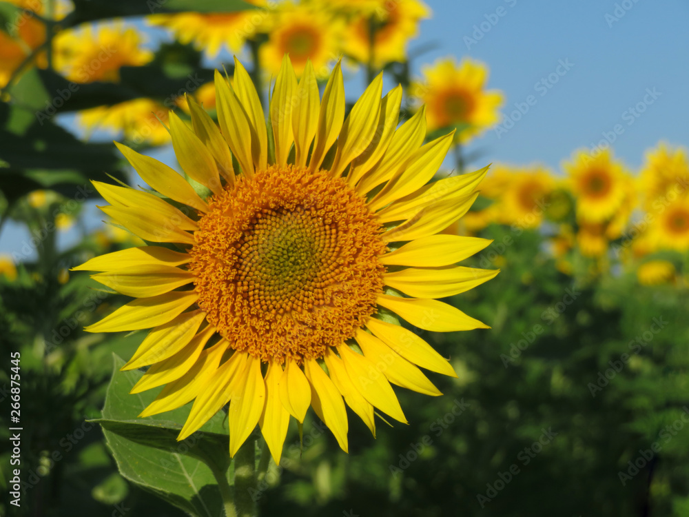 Blooming sunflower on a summer field and clear blue sky. Picturesque rural landscape, concept for production of sunflower oil Blooming sunflower on a summer field and clear blue sky. Picturesque rural landscape, concept for production of sunflower oil
