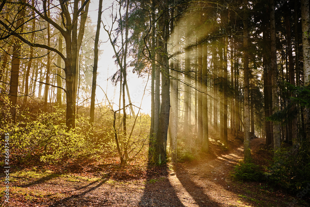 Obraz premium Sonnenschein im Wald