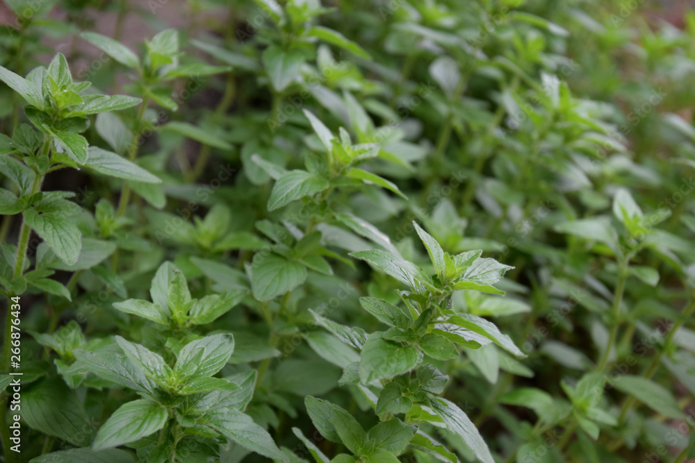 herbal leaves 'oregano' / ハーブ:オレガノの新芽(サイドショット) herbal leaves 'oregano' / ハーブ:オレガノの新芽(サイドショット)