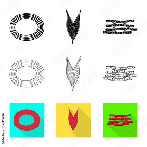 Vector design of fiber and muscular symbol. Collection of fiber and body  vector icon for stock.
