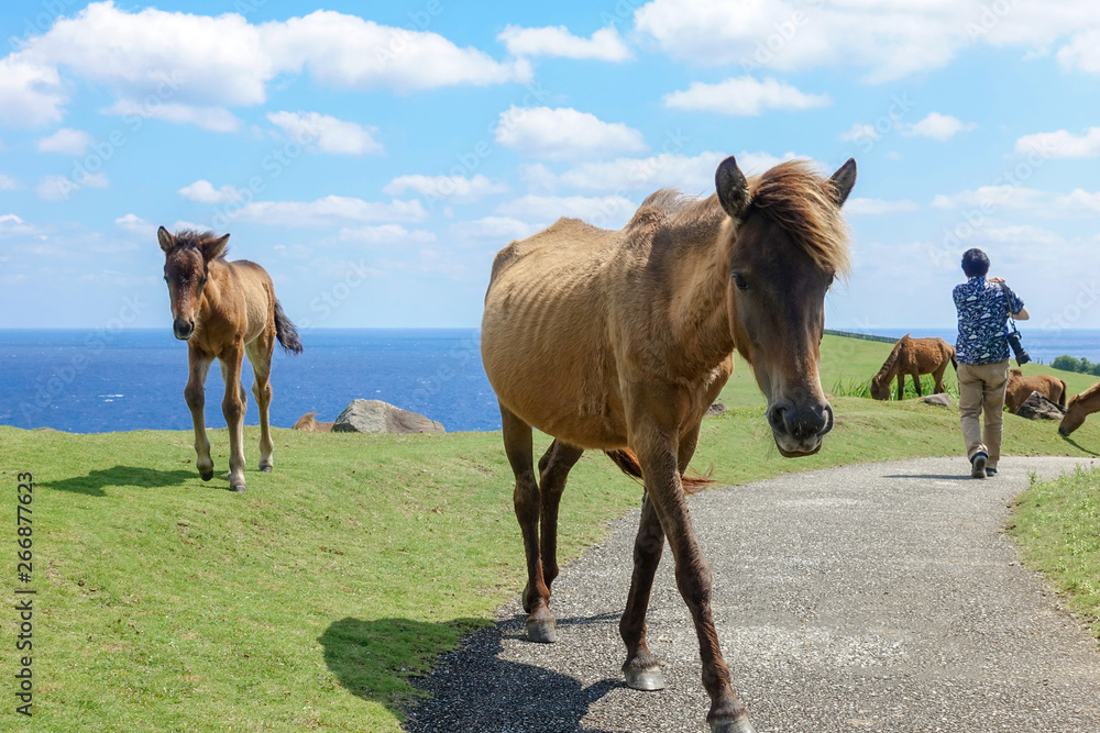 Obraz premium 与那国馬