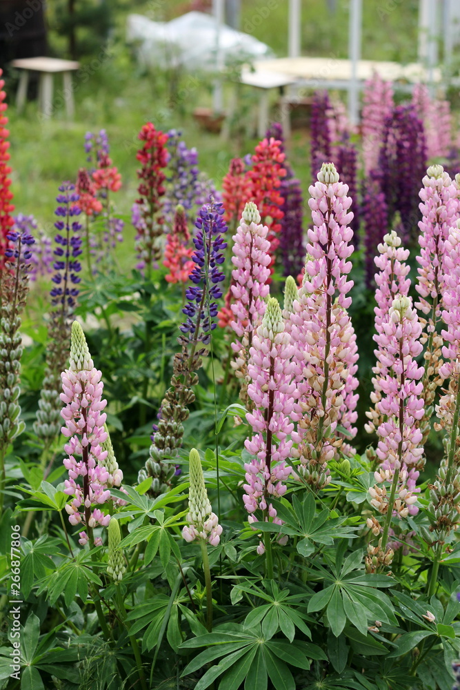Fields of lupins in Russia! And these beauties in the garden, gave them the will and they are widely spread! So many different colors, how can you not admire them! Fields of lupins in Russia! And these beauties in the garden, gave them the will and they are widely spread! So many different colors, how can you not admire them!