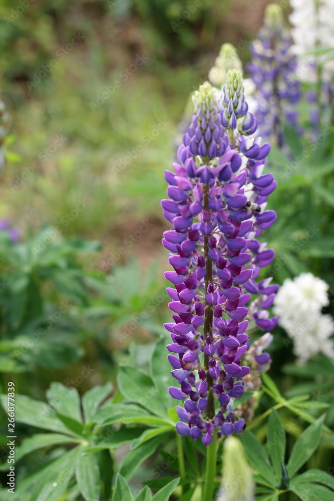 Fields of lupins in Russia! And these beauties in the garden, gave them the will and they are widely spread! So many different colors, how can you not admire them! Fields of lupins in Russia! And these beauties in the garden, gave them the will and they are widely spread! So many different colors, how can you not admire them!