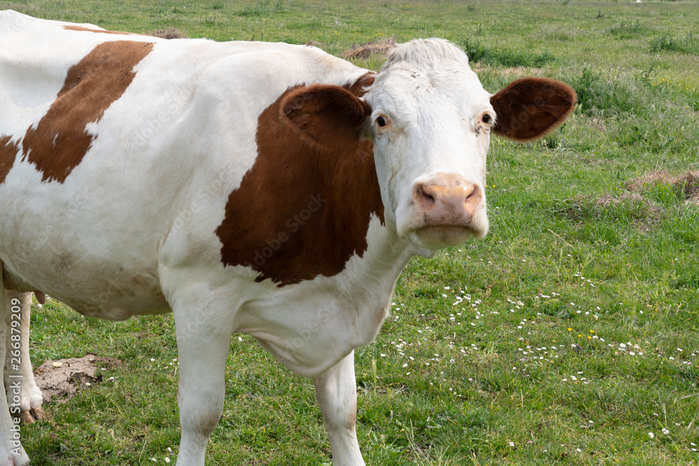 Cow brown and white standing on lush green grass facing camera Cow brown and white standing on lush green grass facing camera