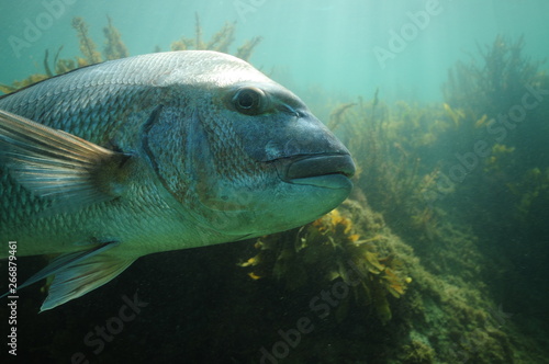 Foto Side detail of large Australasian snapper Pagrus auratus.