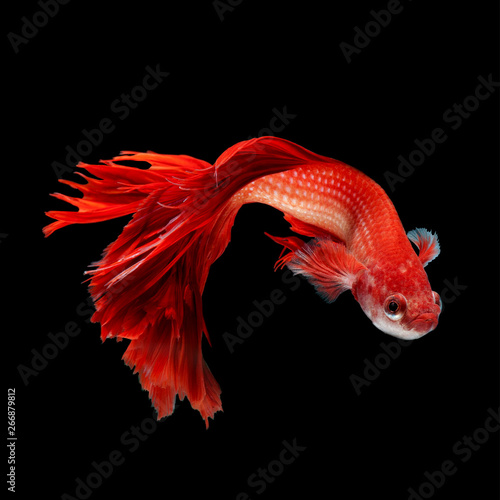 Betta Siamese Fighting Fish
