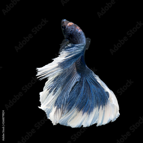 Betta Siamese Fighting Fish