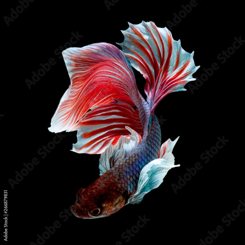 Betta Siamese Fighting Fish